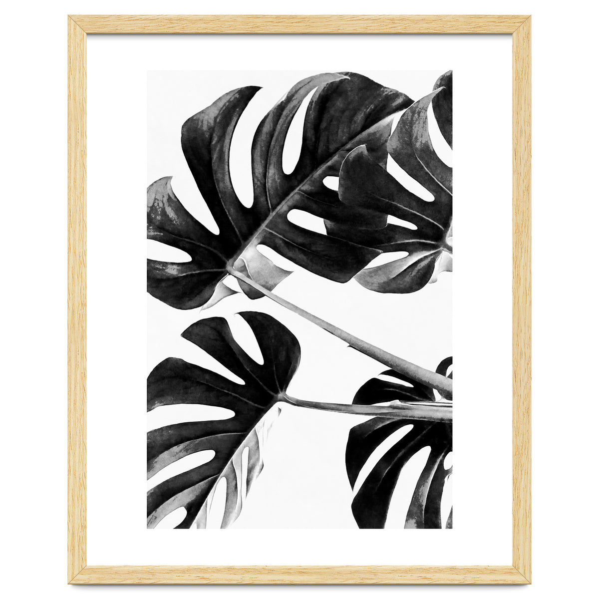 Monstera Black And White 05