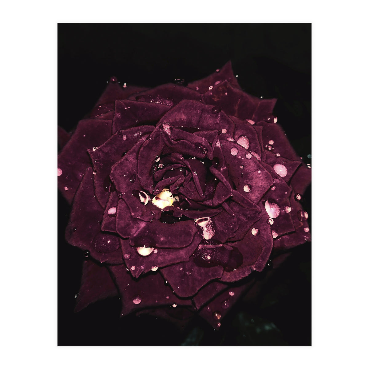 Shining Red Rose (Print Only)