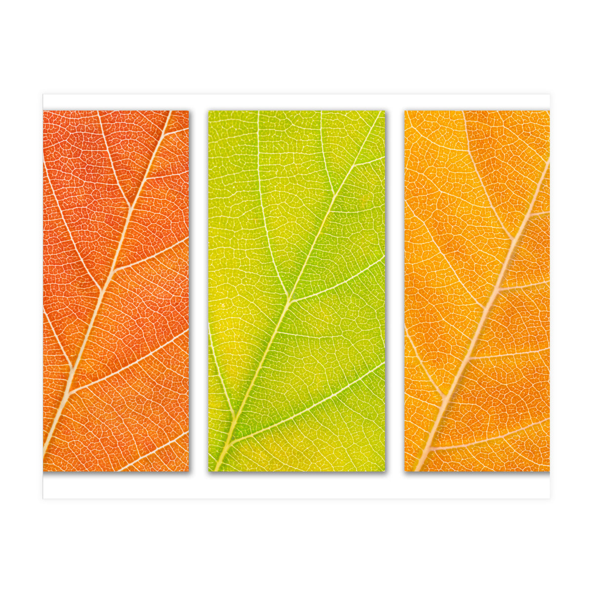Autumn Leaves (Print Only)