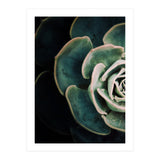 Darkside Of Succulents 4-E (Print Only) thumbnail