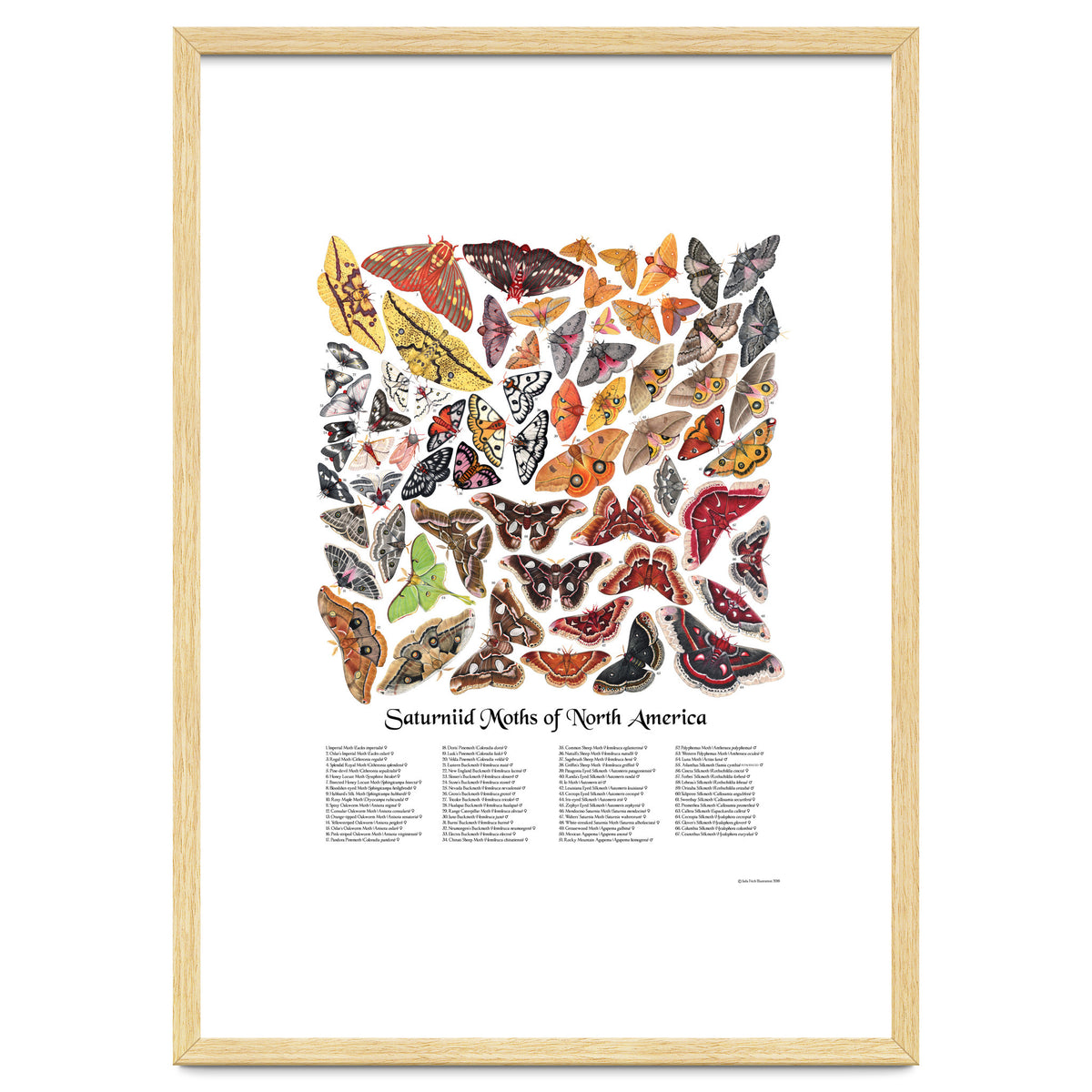 Saturniid Moths of North America