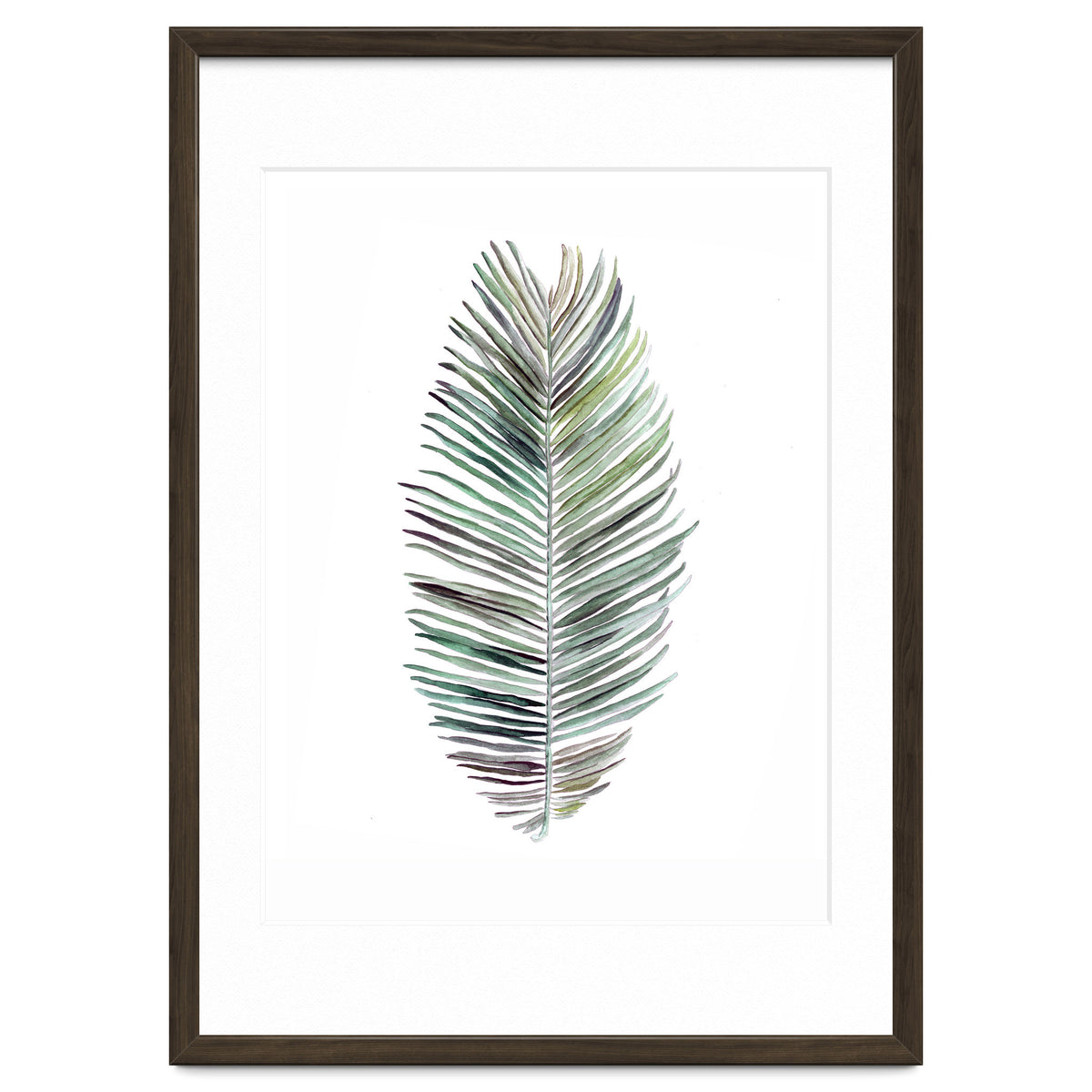 Botanical Illustration Cocos Palm