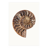 Cc Shell 05 (Print Only) thumbnail