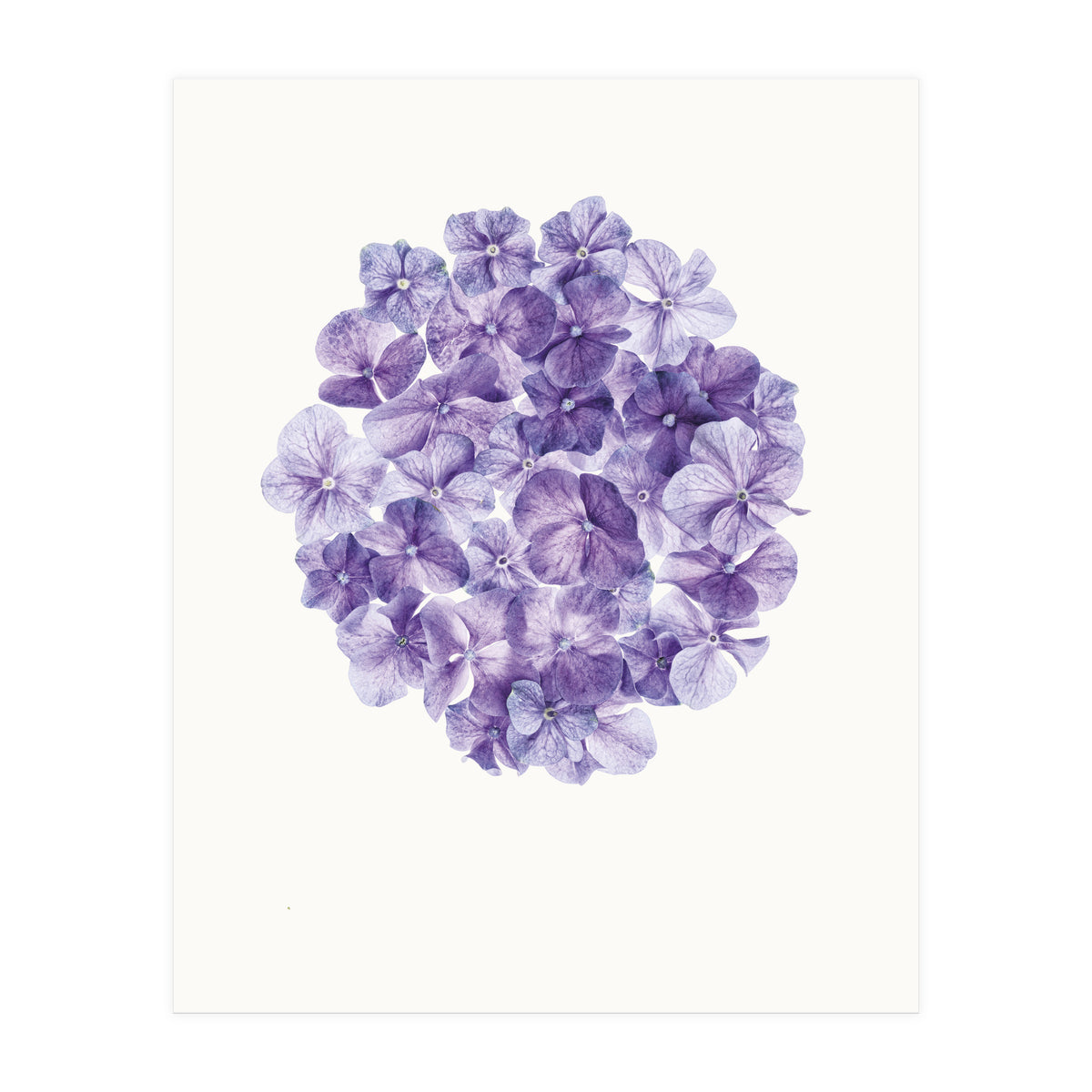 Cc Flower 01 (Print Only)