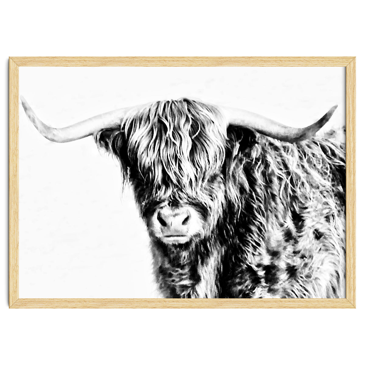 Highland bull