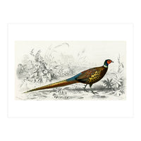 Ring-neckrd pheasant illustrated (Print Only)