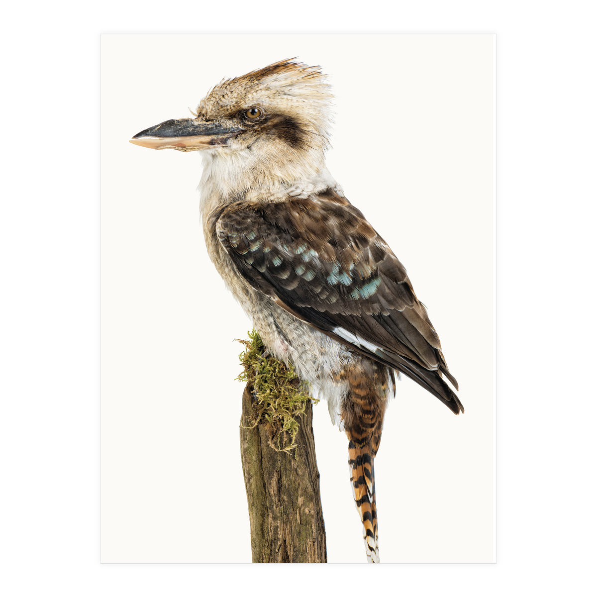 Cc Birds 08 (Print Only)