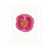 Cc Poppy 01 (Print Only) thumbnail