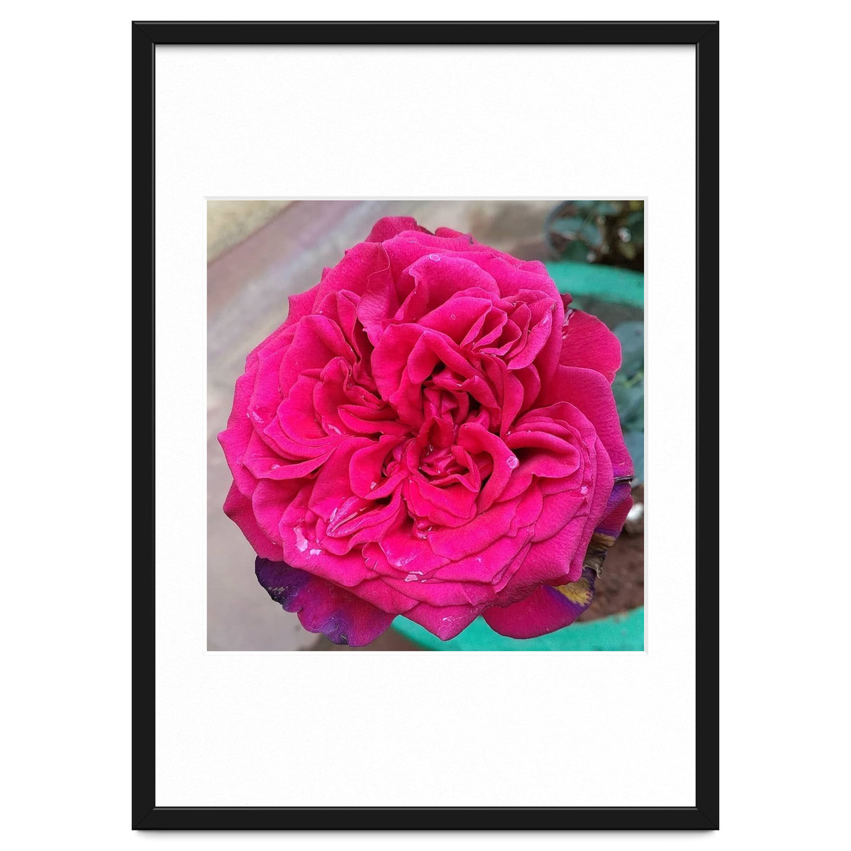 Beautiful Fragrant Rose