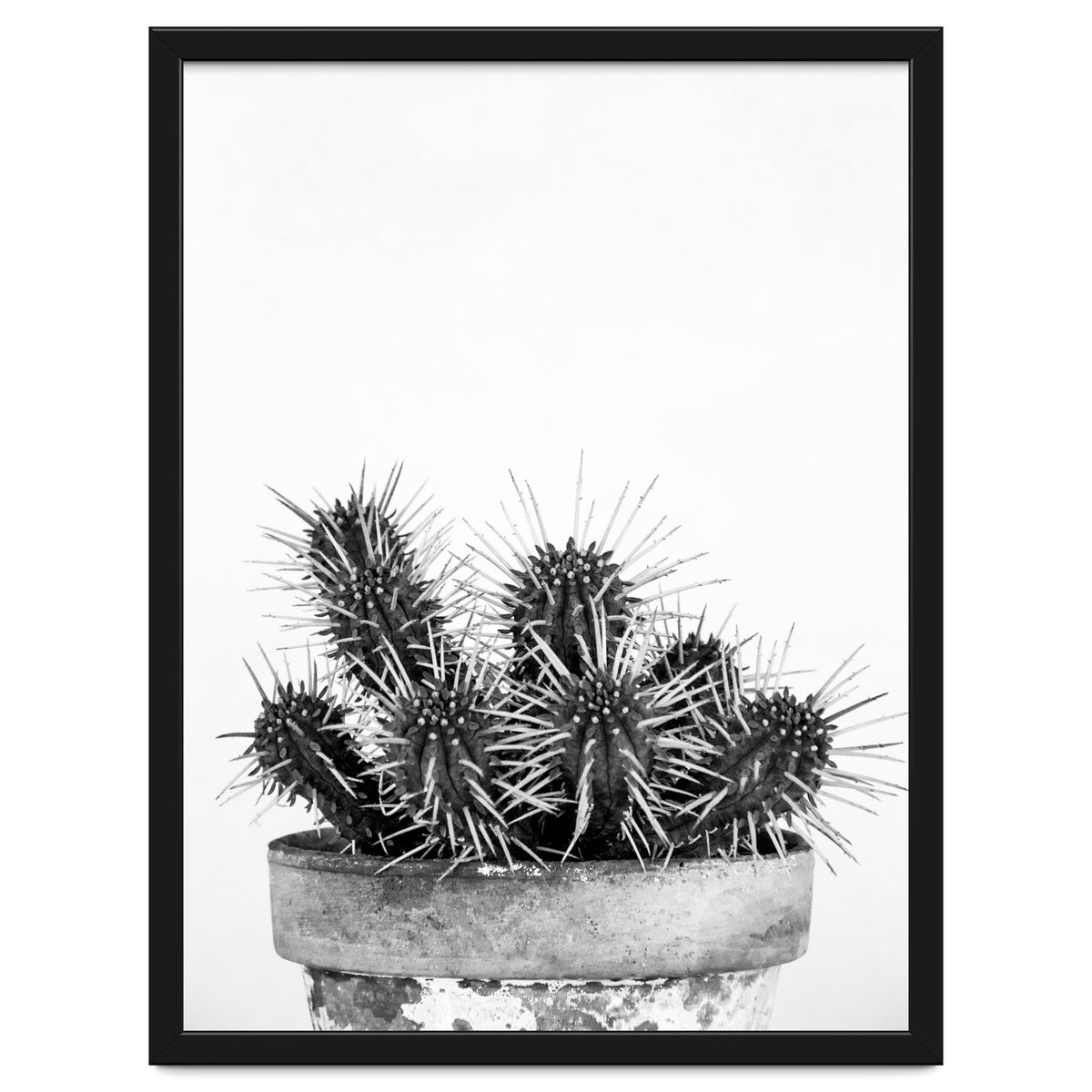Cactus nature II