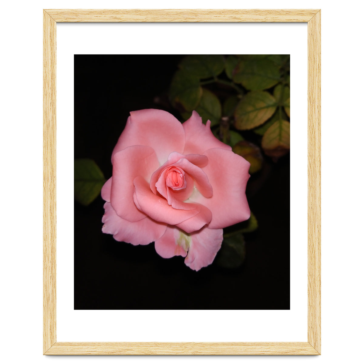 Pink Rose Floral