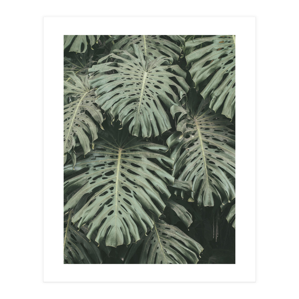 MONSTERA LEAVES (Print Only)