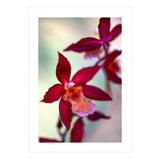 Orchidee Flower (Print Only) thumbnail