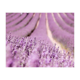 Lavender Happiness (Print Only) thumbnail