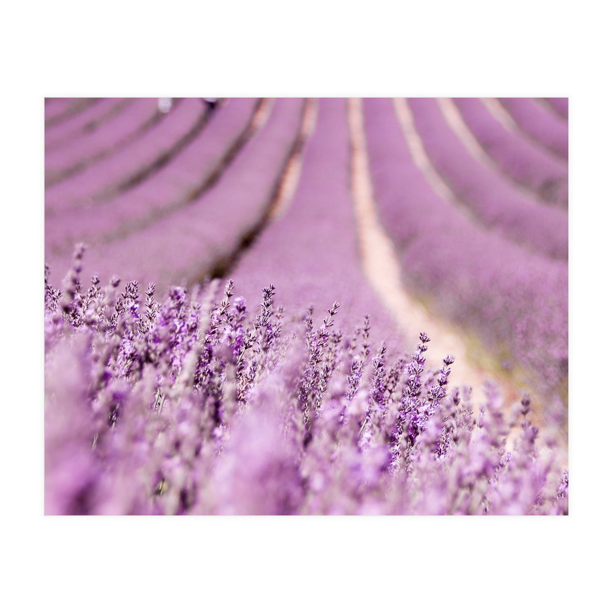 Lavender Happiness (Print Only)