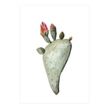 Botanical Illustration Cactus Flowers (Print Only) thumbnail
