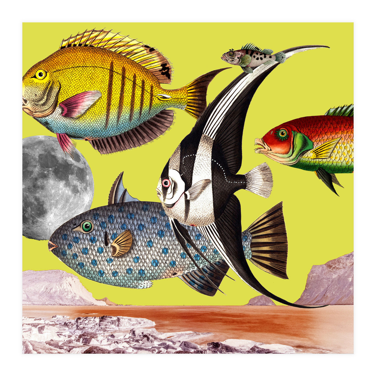 Plenty Of Fish In The Sea Yellow (Print Only)