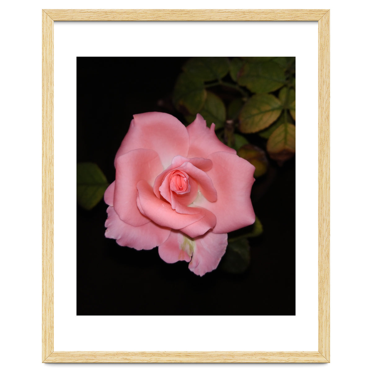 Pink Rose Floral
