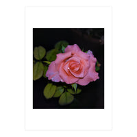 Pink Dew Rose (Print Only)