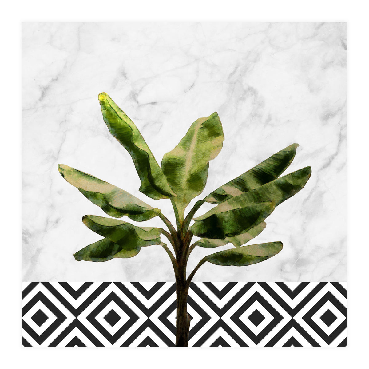 Banana Plant On White Marble And Checker Wall (Print Only)