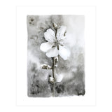 White flower (Print Only) thumbnail
