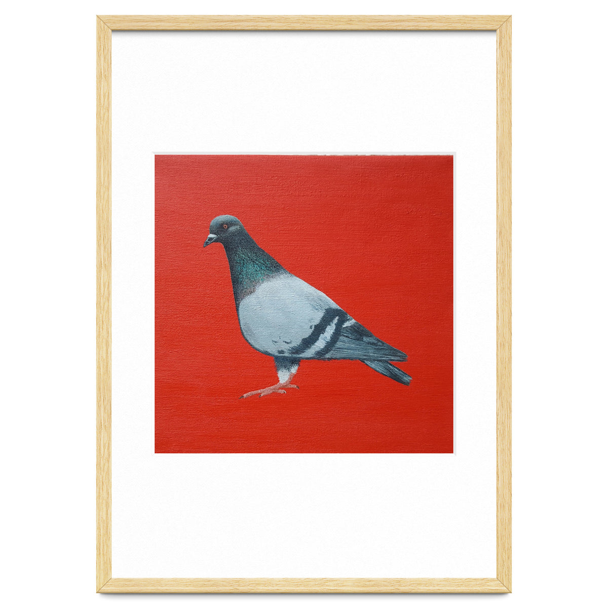Pigeon