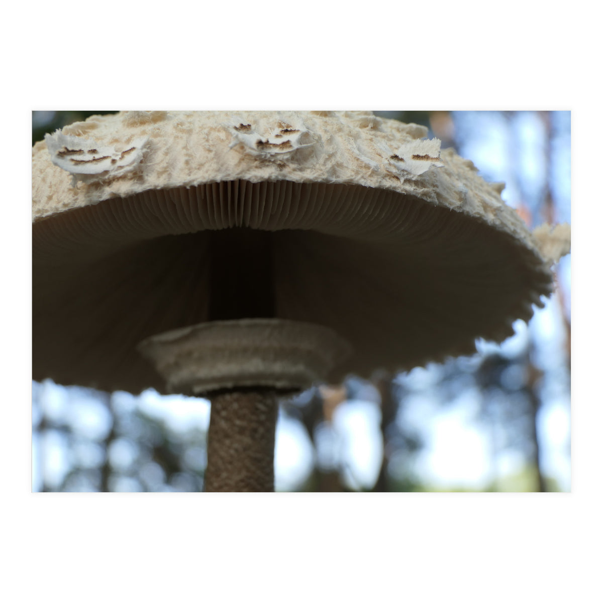 Shelter In The Woods (Print Only)