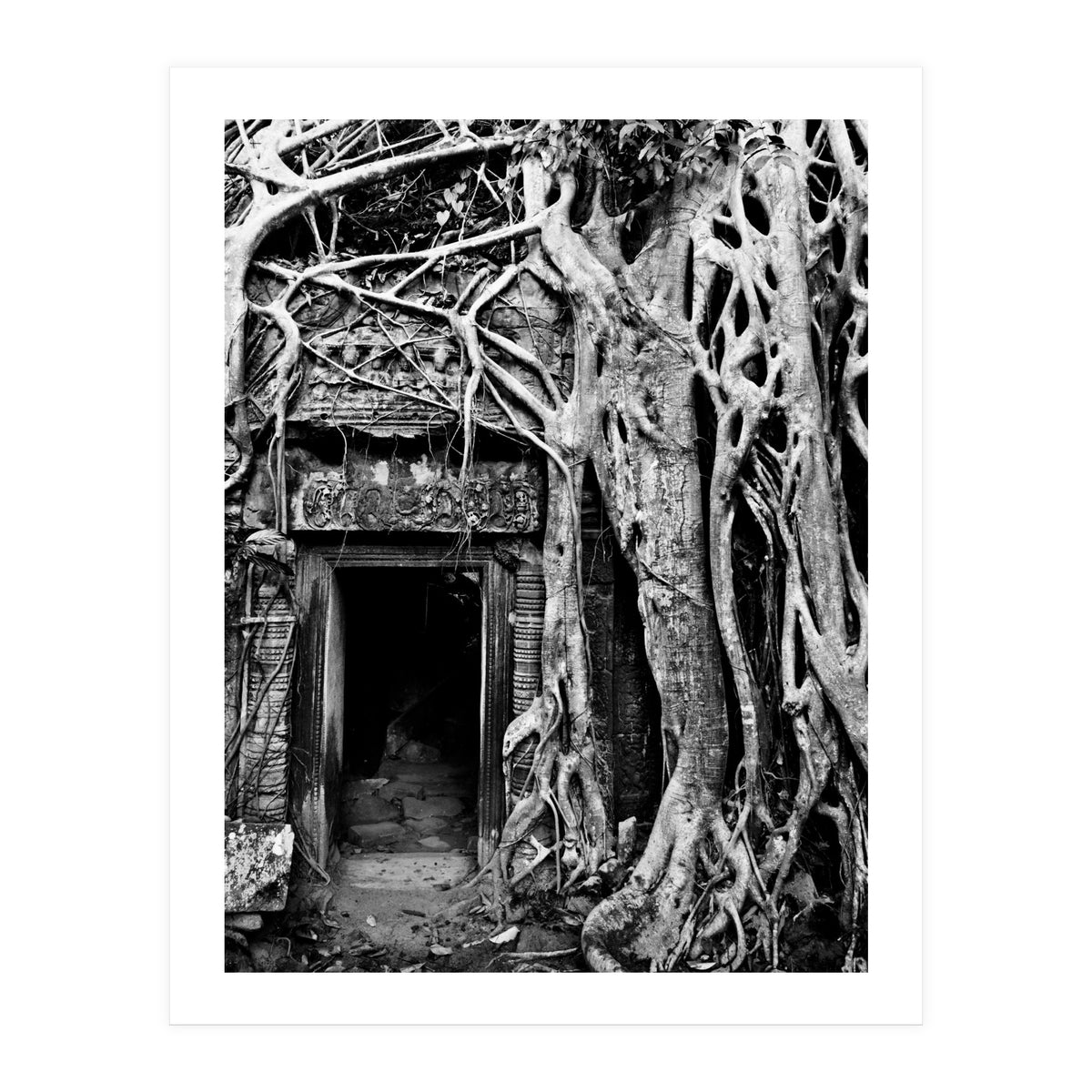 Ta Prohm Temple, Cambodia (Print Only)