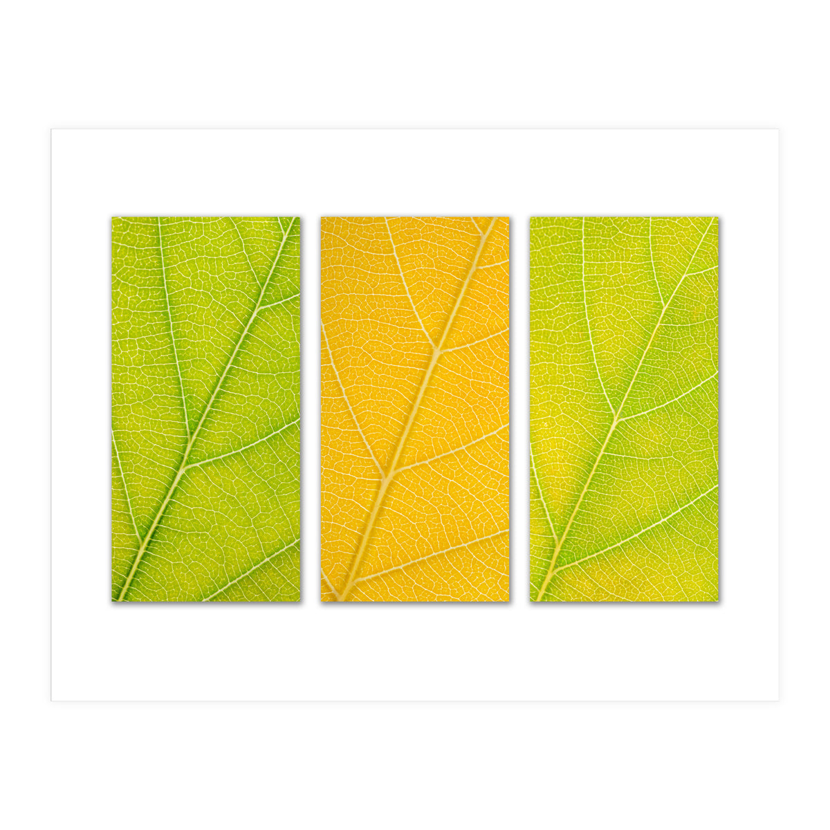 Autumn Leaves (Print Only)