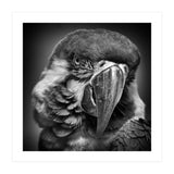 Macaw (Print Only) thumbnail