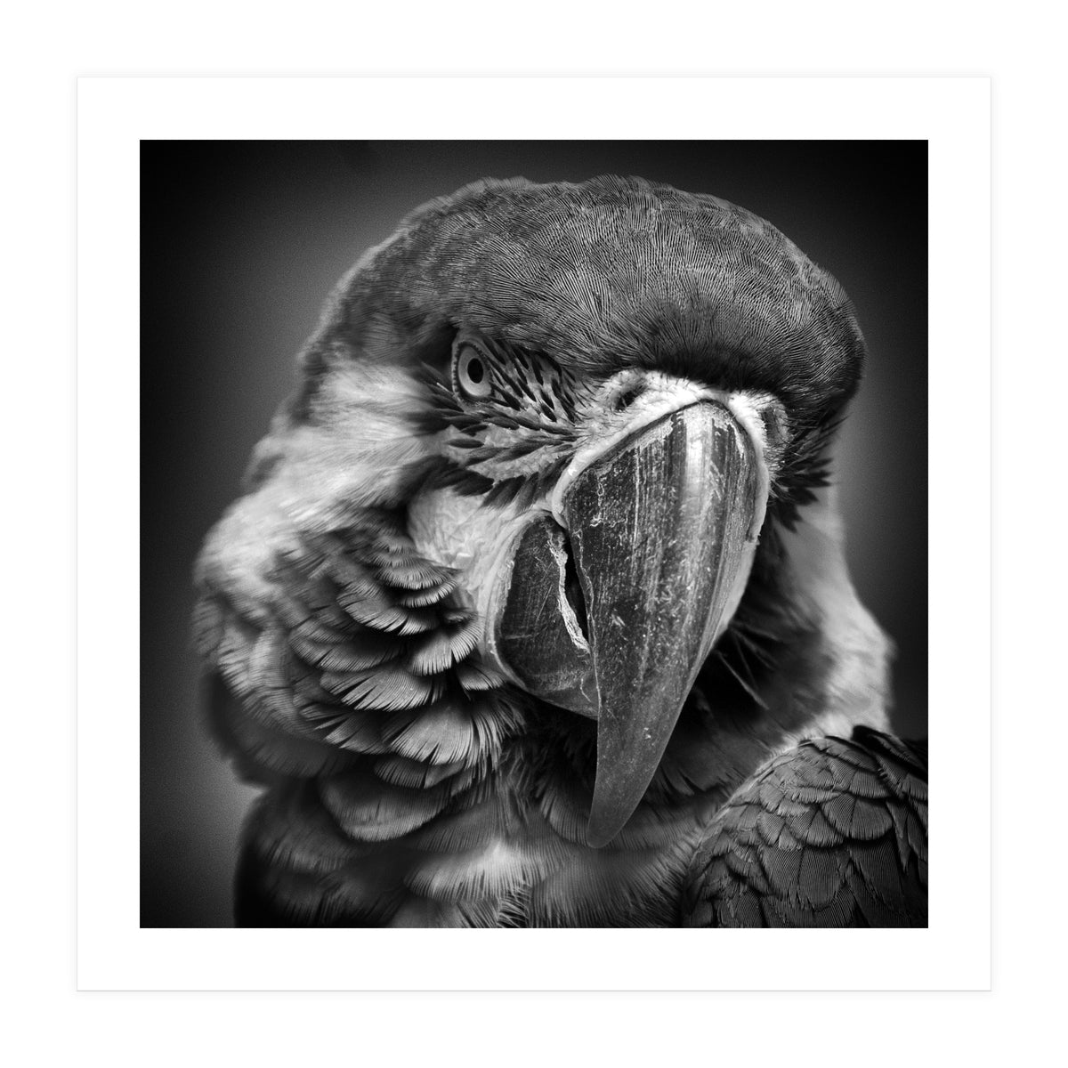 Macaw (Print Only)