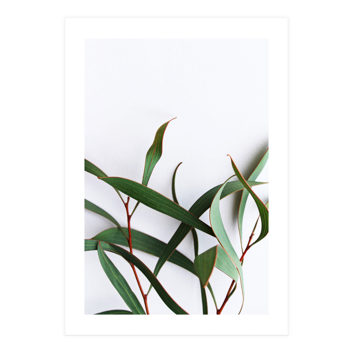 Green Eucalyptus leaves (Print Only)