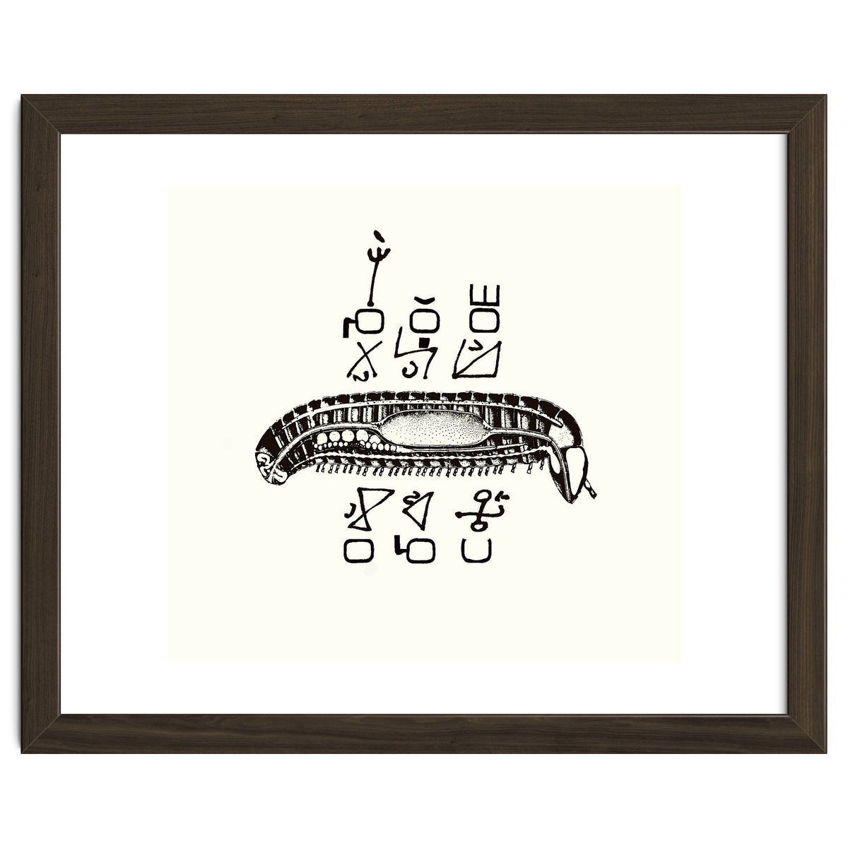 Diplopod David Felix