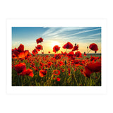 Poppies (Print Only) thumbnail