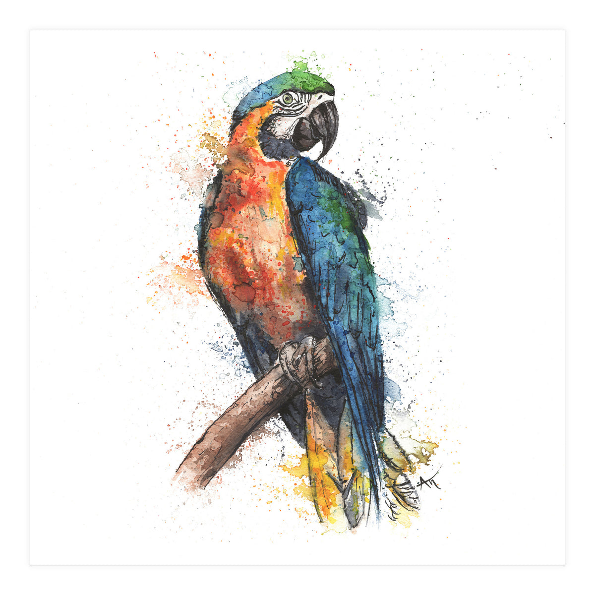 Parrot - Wildlife Collection (Print Only)