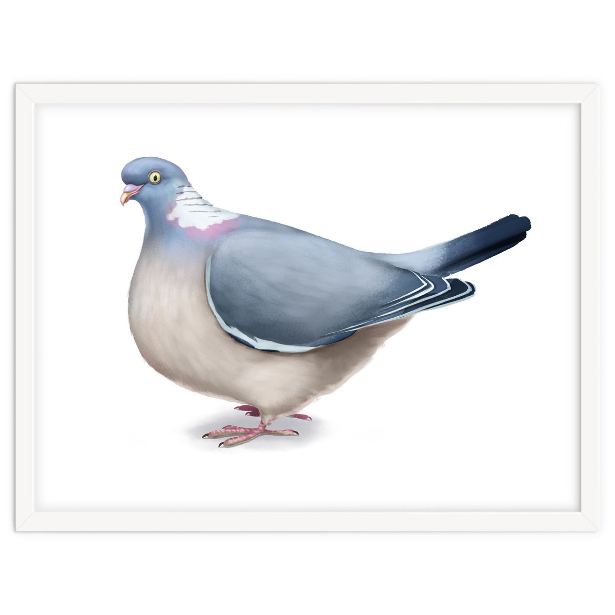 Wood Pigeon