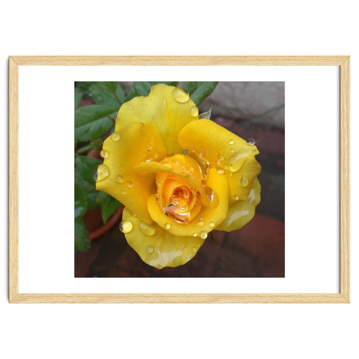 Yellow Rose with Dew Drops
