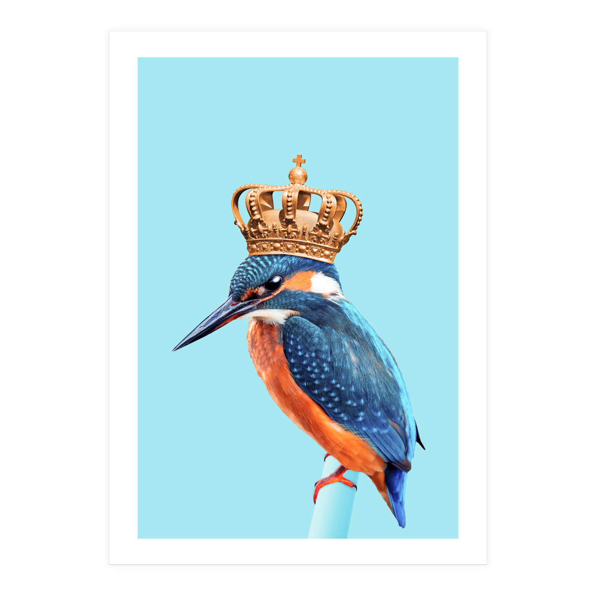 Kingfisher (Print Only)