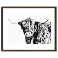Highland bull