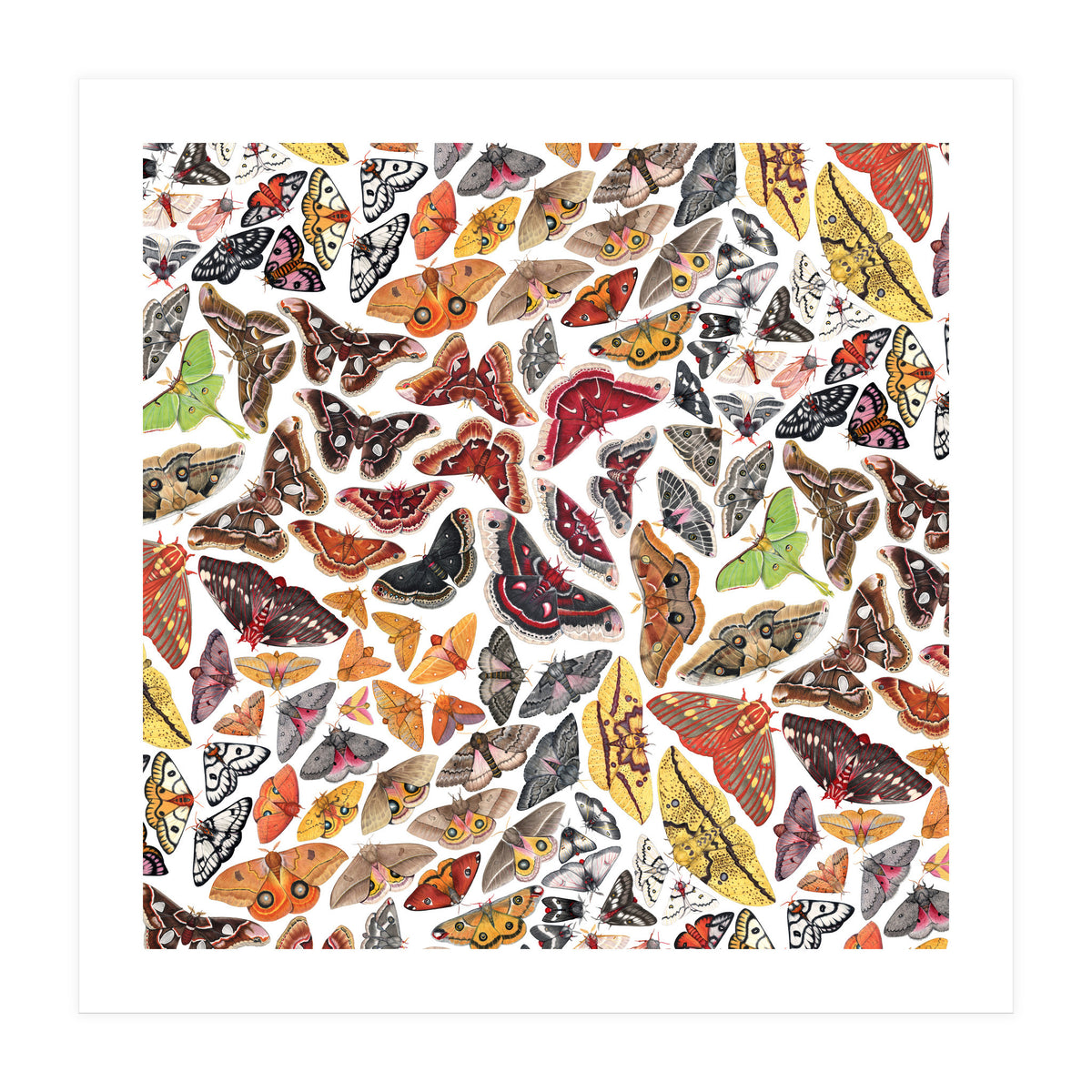 Saturniid Moths of North America Pattern (Print Only)