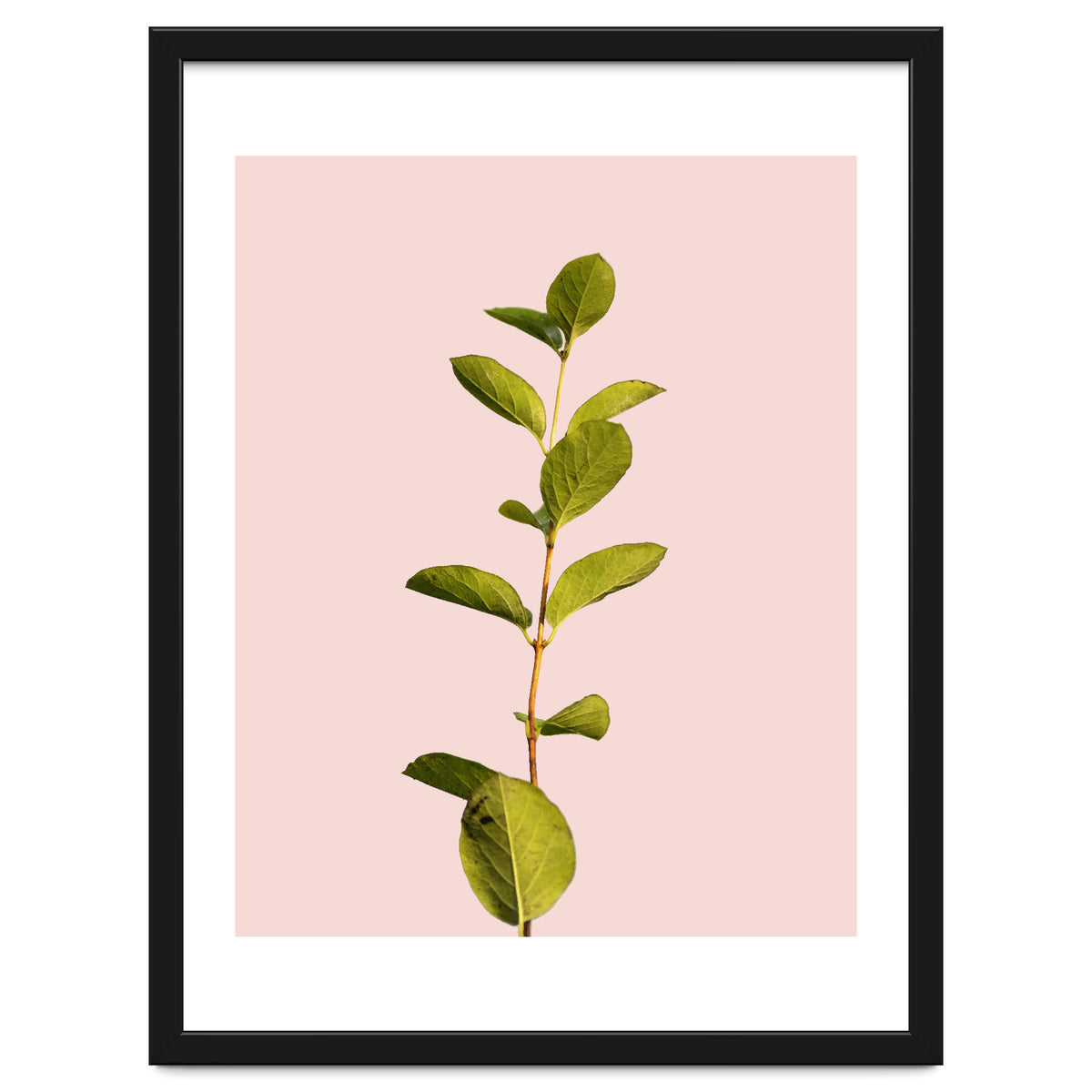 Botanical Art V3