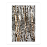 Birches (Print Only)