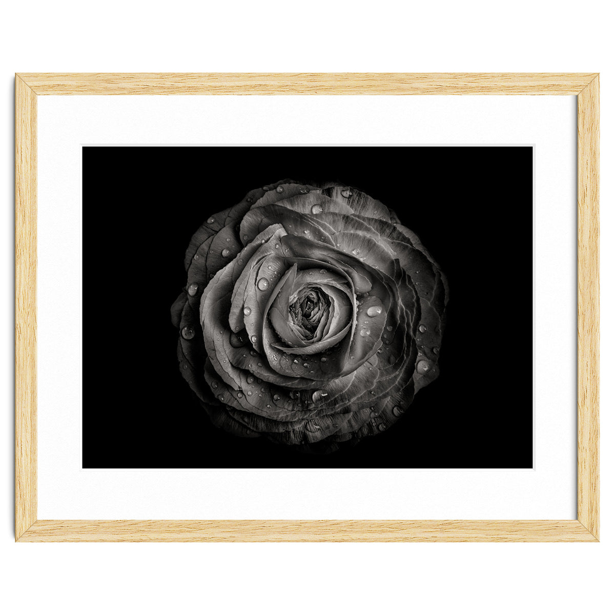 Backyard Flowers In Black And White 72