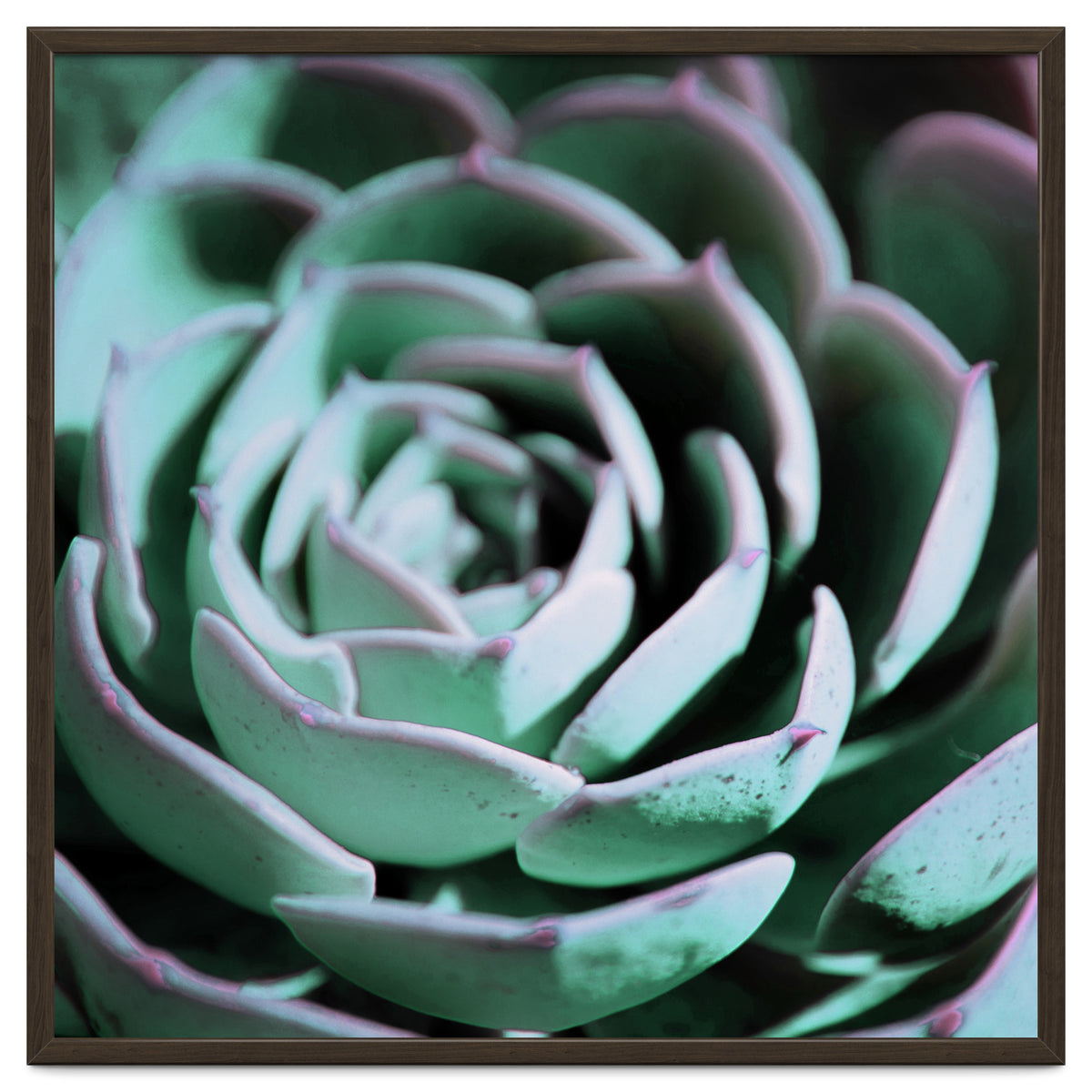 DARKSIDE OF SUCCULENTS III-A