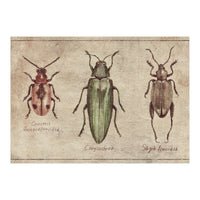 Crioceris Quinquepunctata Chrysochroa Sagra Femorata (Print Only)