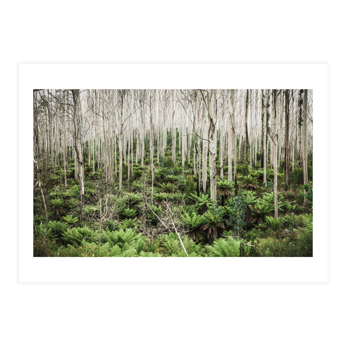 Forest After The Fire (Print Only)