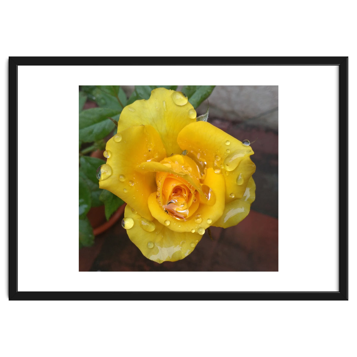 Yellow Rose with Dew Drops