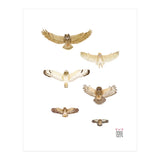 Typical owls & Barn owl (Print Only) thumbnail