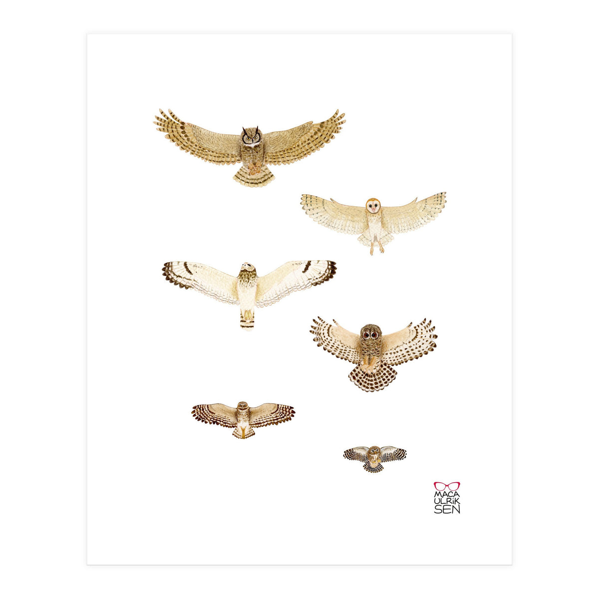 Typical owls & Barn owl (Print Only)