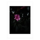 Pinky Flora (Print Only) thumbnail